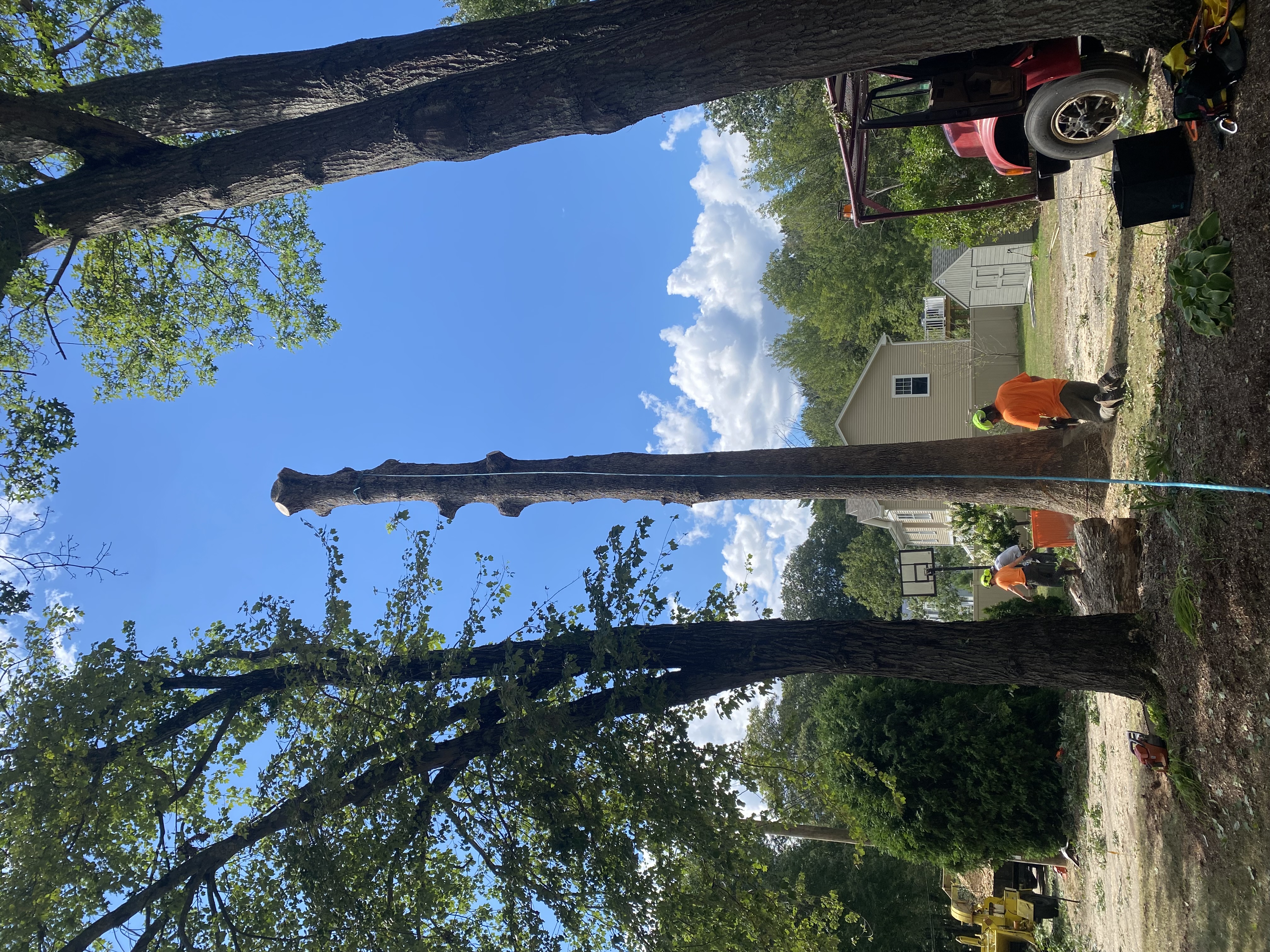 Soccio Tree Service | Professional Tree Services
